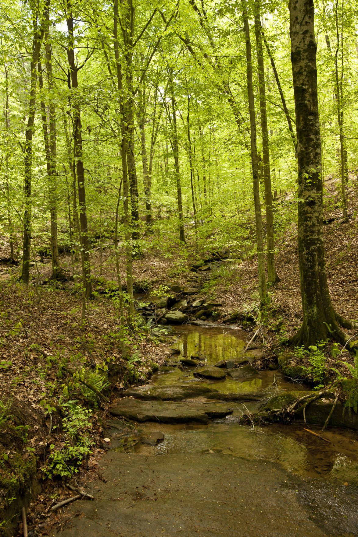 Cascades Preserve